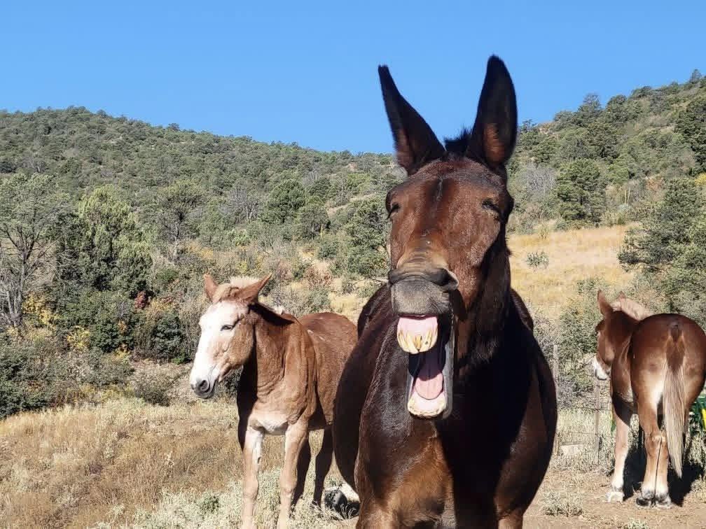picture of a horse making a goofy face on a mountain trail